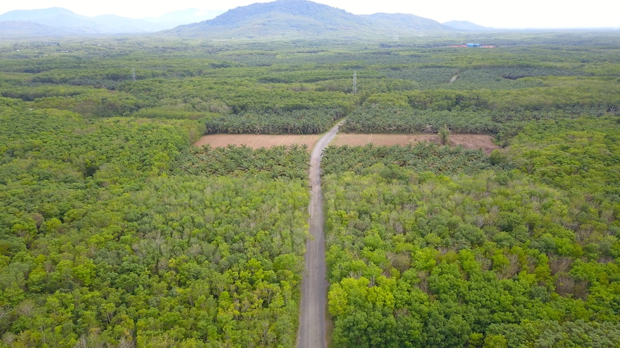 印尼拟开垦比利时大小林地生产生物乙醇燃料及粮食作物或成全球最大毁林计